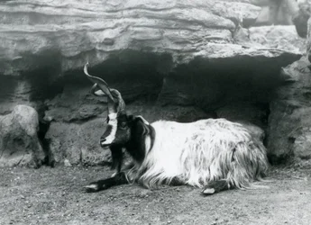 Ein lockenhörniger Ziegenbock im Londoner Zoo, Juni 1922